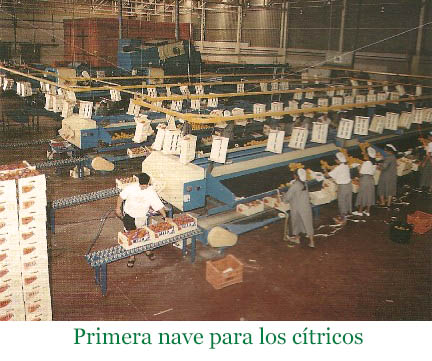 PRIMERA NAVE CÍTRICOS